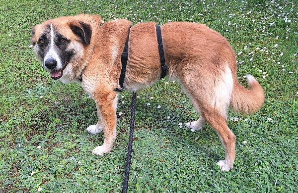 Ambra 4 anni Taglia grande  Foto 5