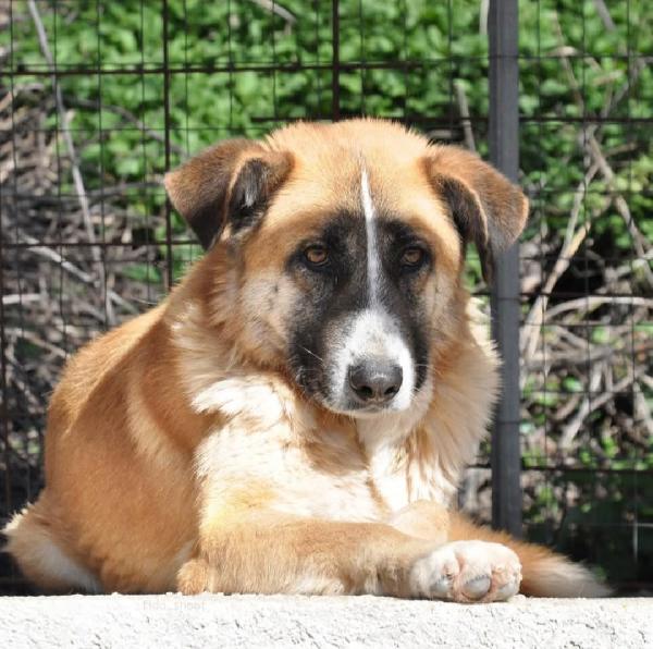 Ambra 4 anni Taglia grande  Foto 7