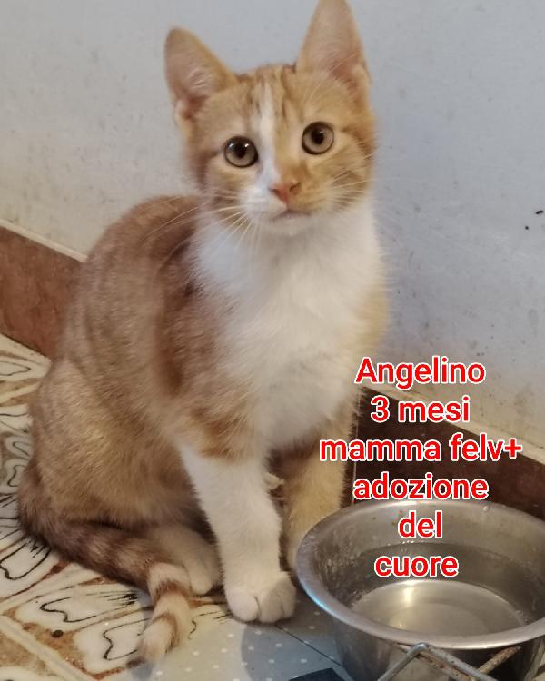 GATTINI ABBANDONATI, URGENTE  Foto 3