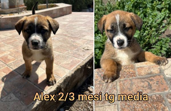 Tenerissimi cuccioli: 2/3 mesi Foto 2