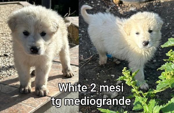 Tenerissimi cuccioli: 2/3 mesi Foto 5