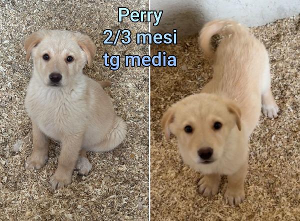 Tenerissimi cuccioli: 2/3 mesi Foto 6