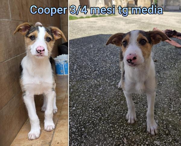 Tenerissimi cuccioli: 2/3 mesi Foto 8