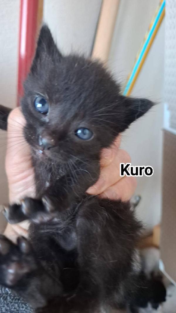 Adorabili Gattini In Cerca Di Famiglia