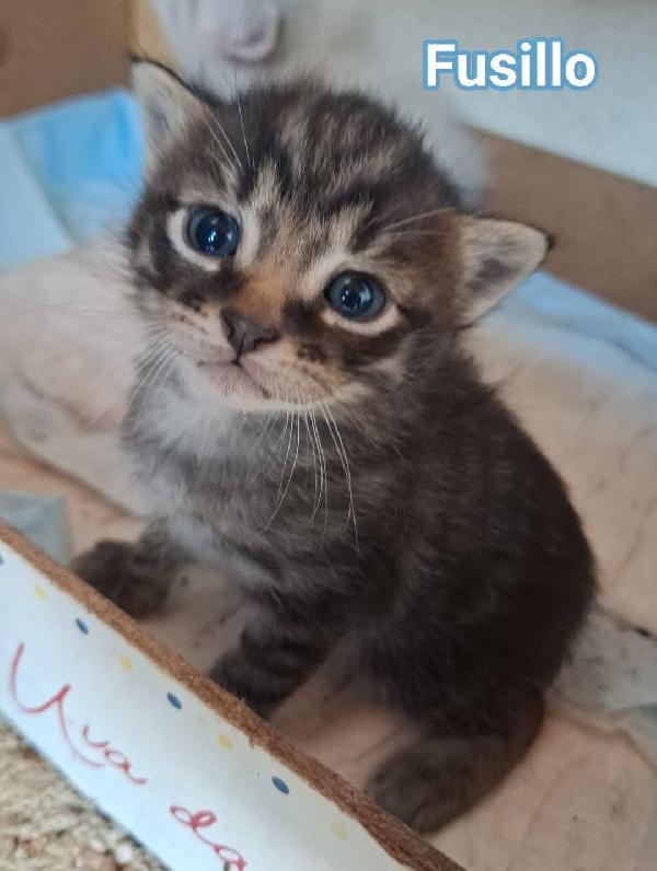 Adorabili gattini in cerca di famiglia Foto 4