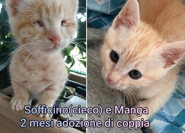 Adorabili gattini in cerca di famiglia Foto 9