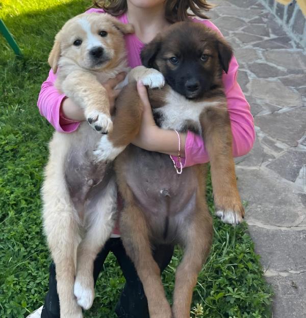 Cuccioli In Cerca Di Un Futuro ❤️