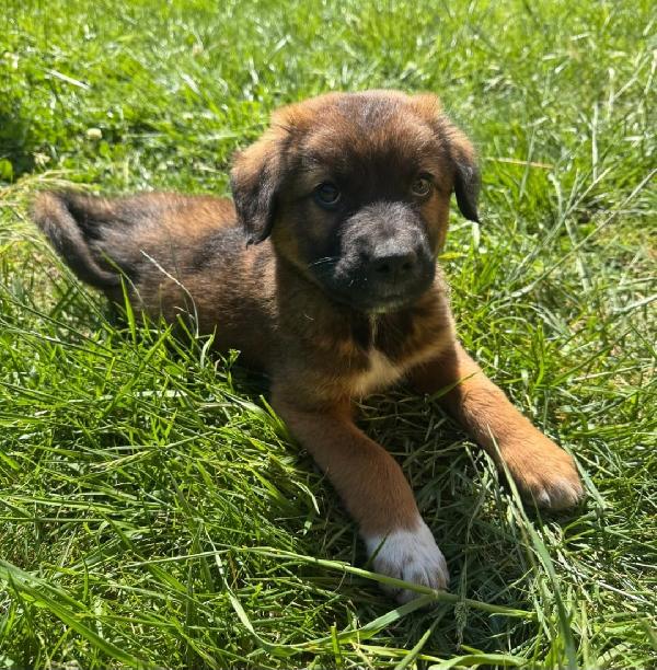 Cuccioli in cerca di un futuro ❤️ Foto 2