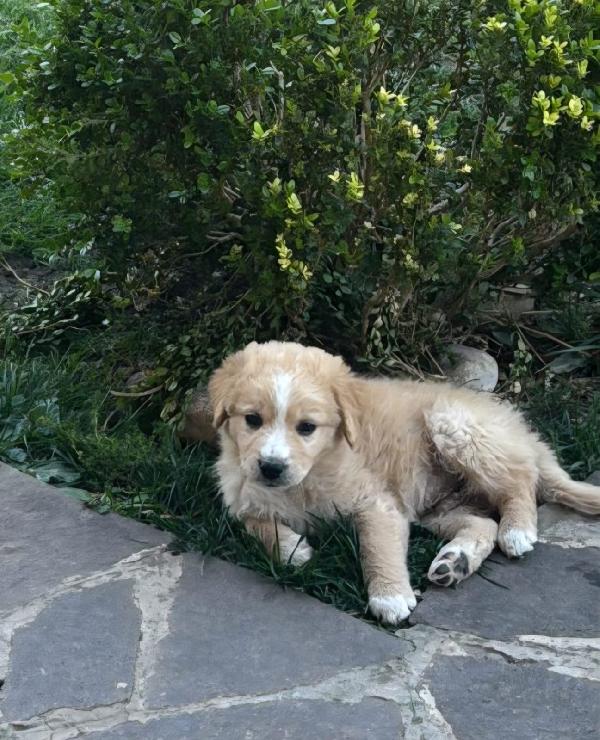 Cuccioli in cerca di un futuro ❤️ Foto 3