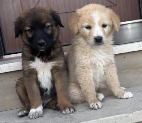 Cuccioli in cerca di un futuro ❤️ Foto 4