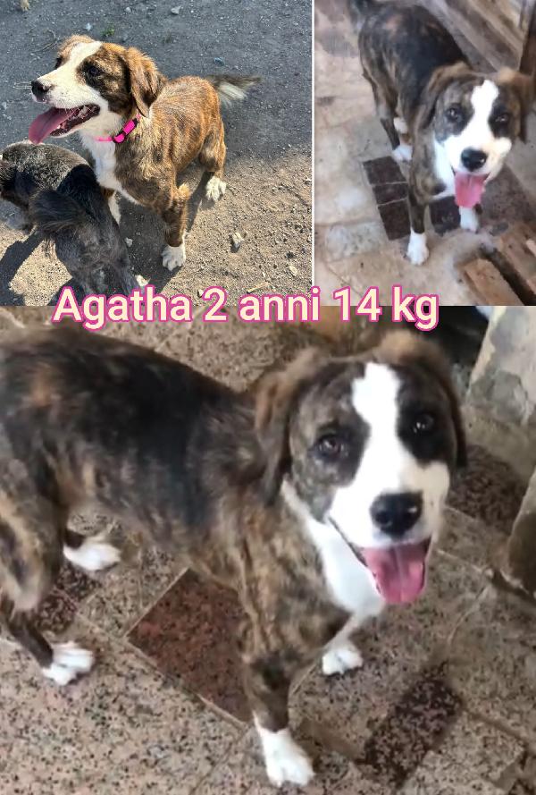 Cagnolini Taglia Small