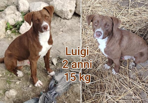 Cagnolini taglia small Foto 4