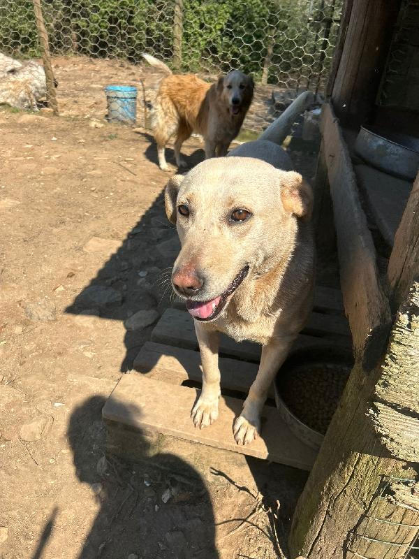 Sonia Splendida Simil Labrador Cerca Casa 