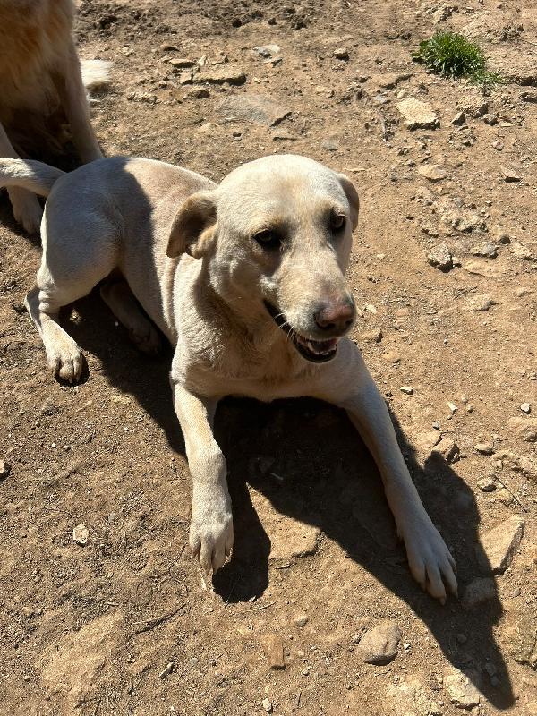 Sonia splendida simil Labrador cerca casa  Foto 3