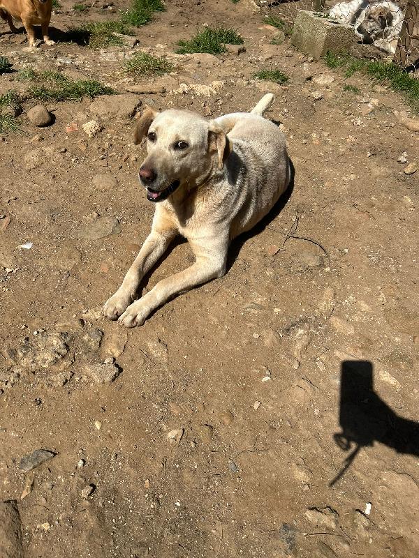 Sonia splendida simil Labrador cerca casa  Foto 4