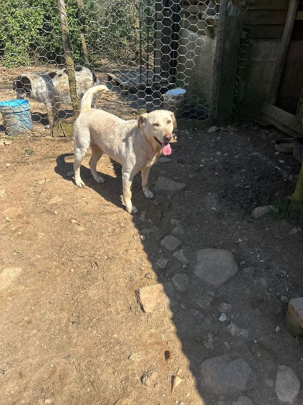 Sonia splendida simil Labrador cerca casa  Foto 5
