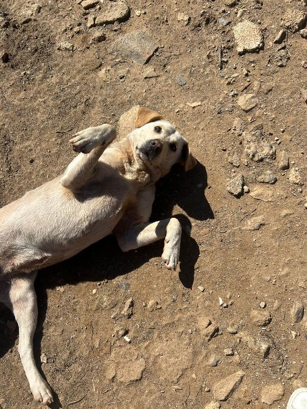 Sonia splendida simil Labrador cerca casa  Foto 7