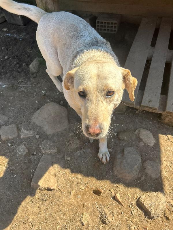 Sonia splendida simil Labrador cerca casa  Foto 8