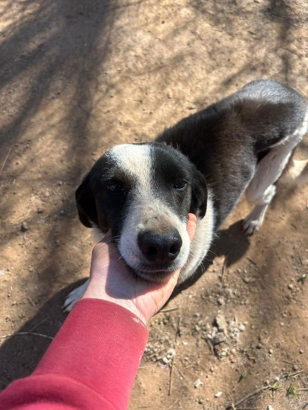 Leon Splendido Dolce Cagnolino Bianco Nero Cerca Casa 
