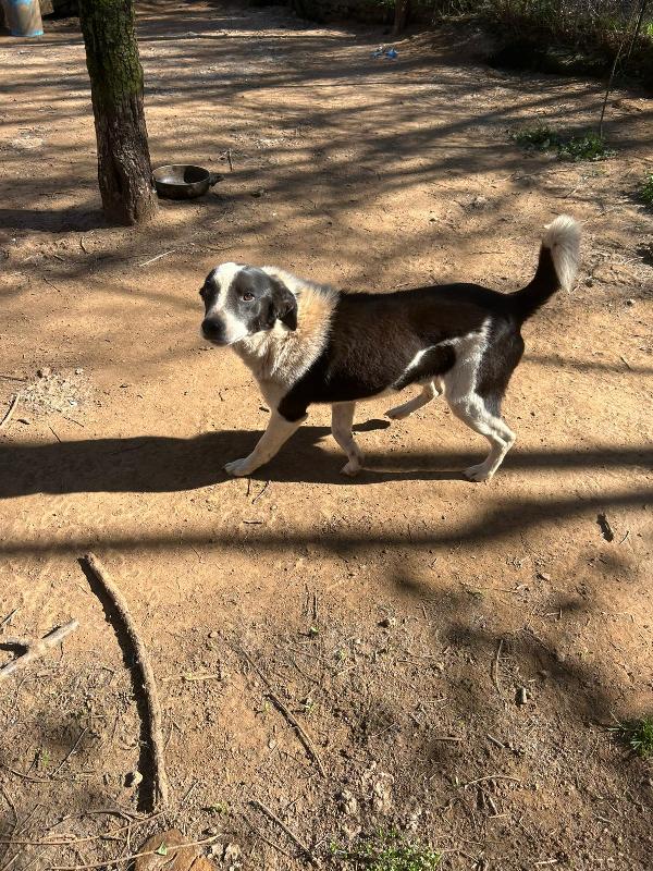 Leon splendido dolce cagnolino bianco nero cerca casa  Foto 2
