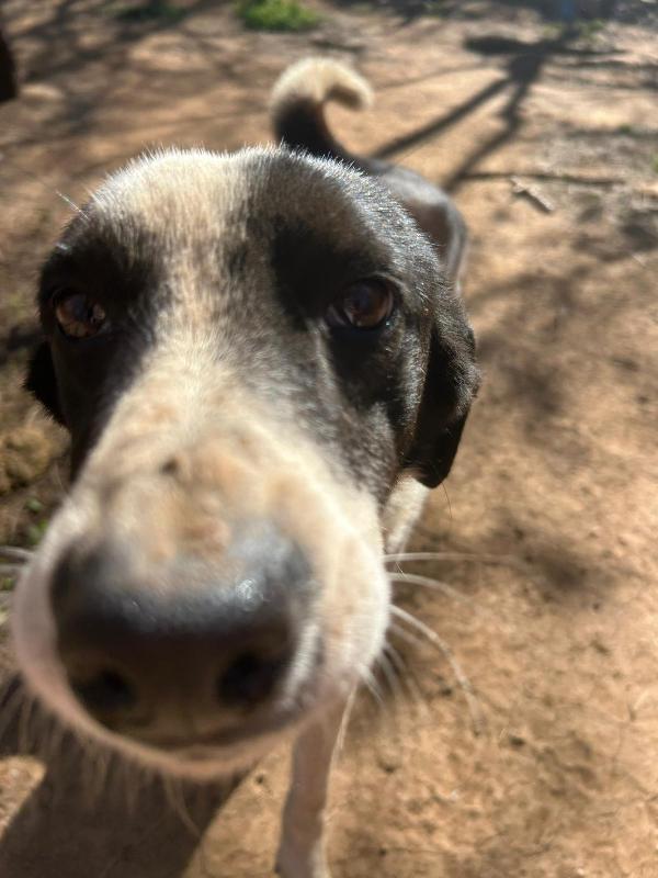 Leon splendido dolce cagnolino bianco nero cerca casa  Foto 3