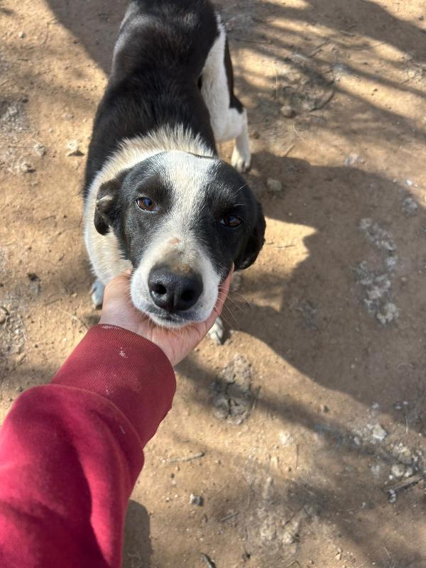 Leon splendido dolce cagnolino bianco nero cerca casa  Foto 4