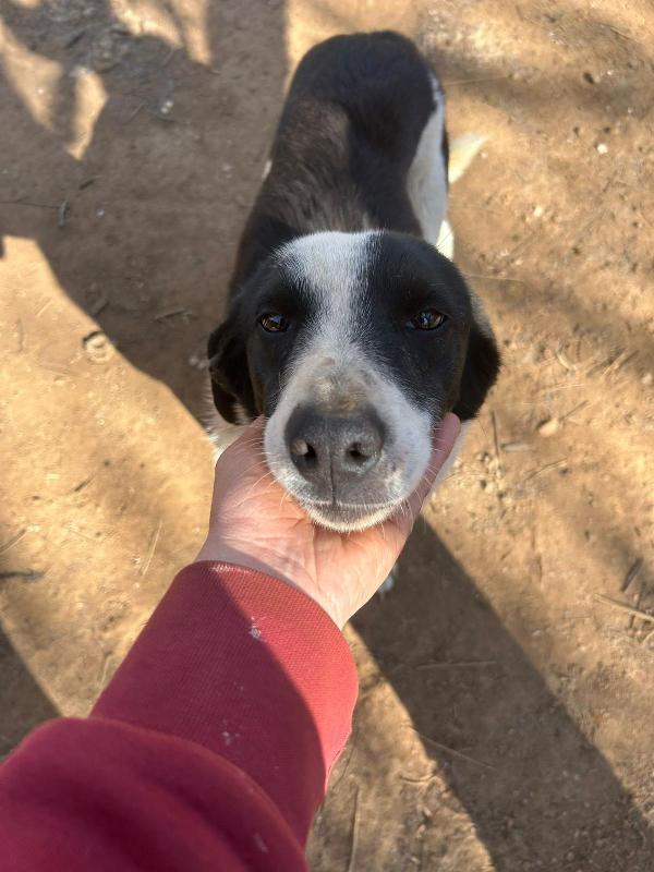 Leon splendido dolce cagnolino bianco nero cerca casa  Foto 5