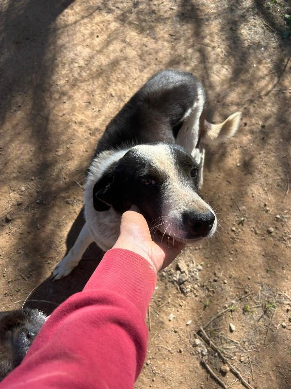 Leon splendido dolce cagnolino bianco nero cerca casa  Foto 6
