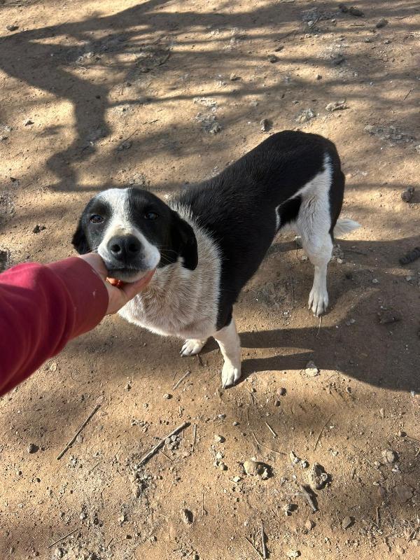 Leon splendido dolce cagnolino bianco nero cerca casa  Foto 7