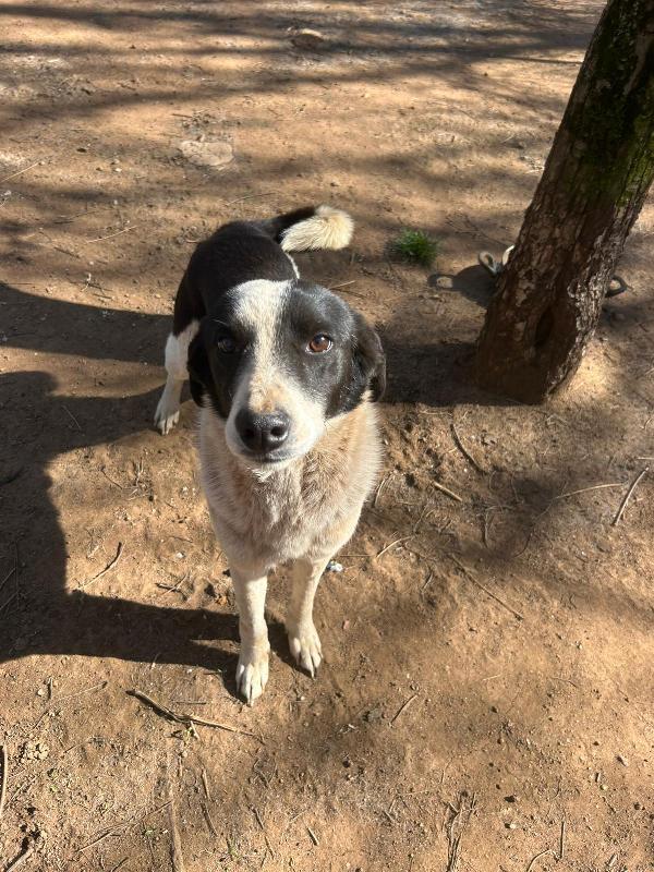 Leon splendido dolce cagnolino bianco nero cerca casa  Foto 8