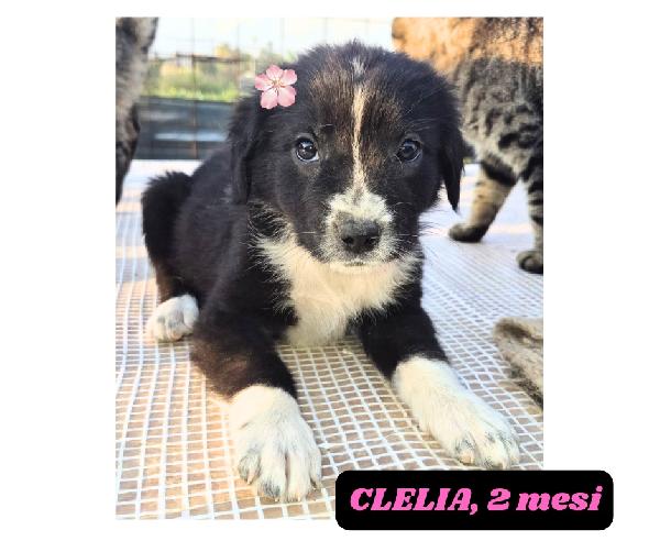 10Cuccioli 2Mesi E 4Mesi Mollati In 1Terreno.catania