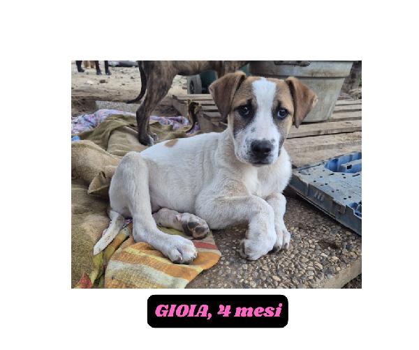 10cuccioli 2mesi e 4mesi mollati in 1terreno.CATANIA Foto 2