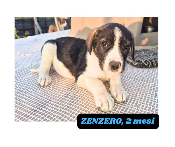 10cuccioli 2mesi e 4mesi mollati in 1terreno.CATANIA Foto 3