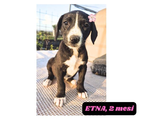 10cuccioli 2mesi e 4mesi mollati in 1terreno.CATANIA Foto 4