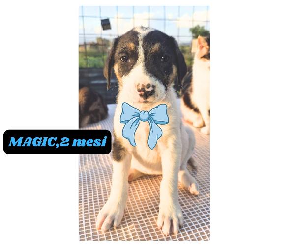 10cuccioli 2mesi e 4mesi mollati in 1terreno.CATANIA Foto 5