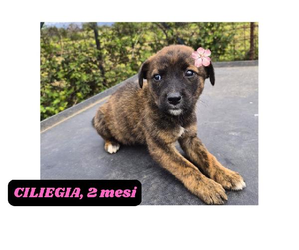 10cuccioli 2mesi e 4mesi mollati in 1terreno.CATANIA Foto 6