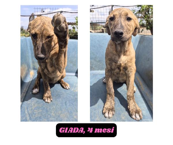 10cuccioli 2mesi e 4mesi mollati in 1terreno.CATANIA Foto 7