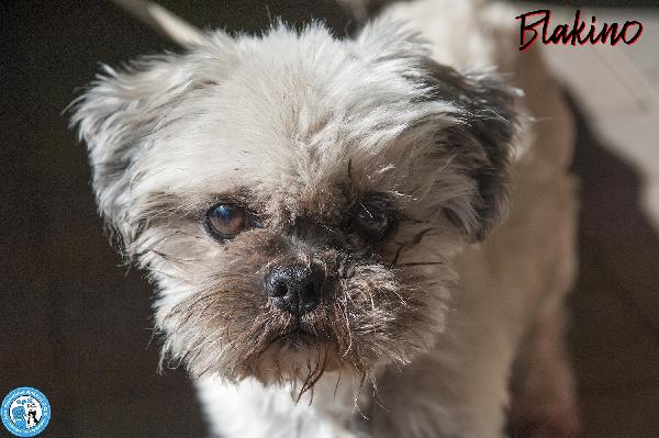 Blakino: Il Piccolo Shih Tzu Che Aspetta Il Miracolo