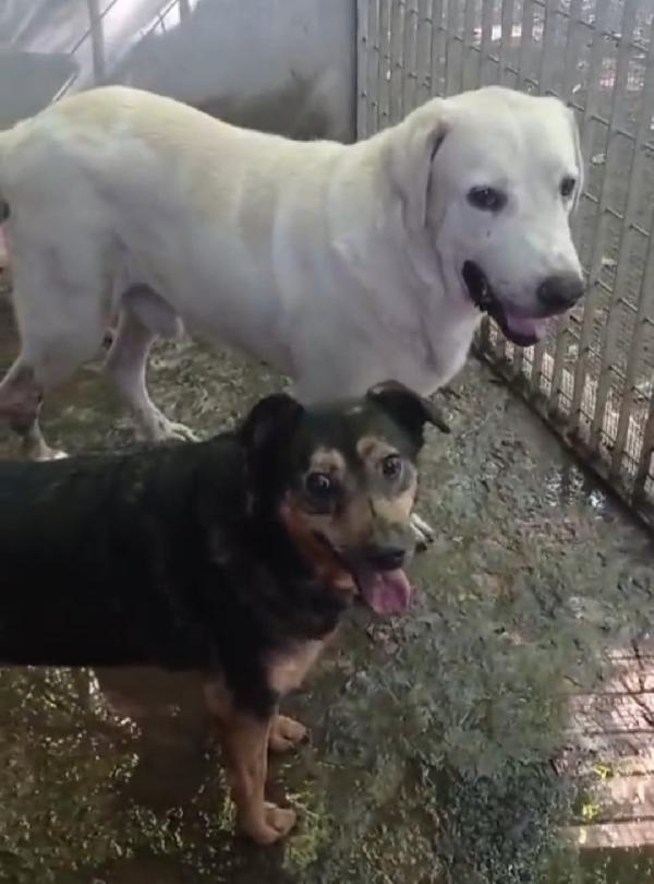 Argo Labrador puro non giovane,in canile da tanto!  NAPOLI Foto 3