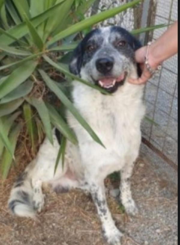 Barù 6anni in canile da cucciolo! CROTONE Foto 2