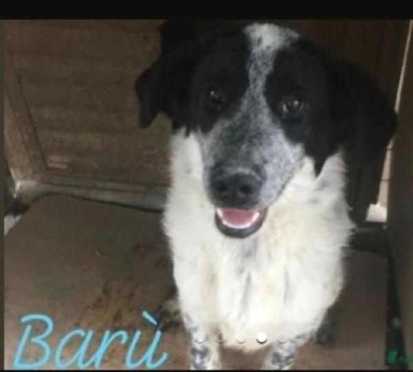 Barù 6anni in canile da cucciolo! CROTONE Foto 4