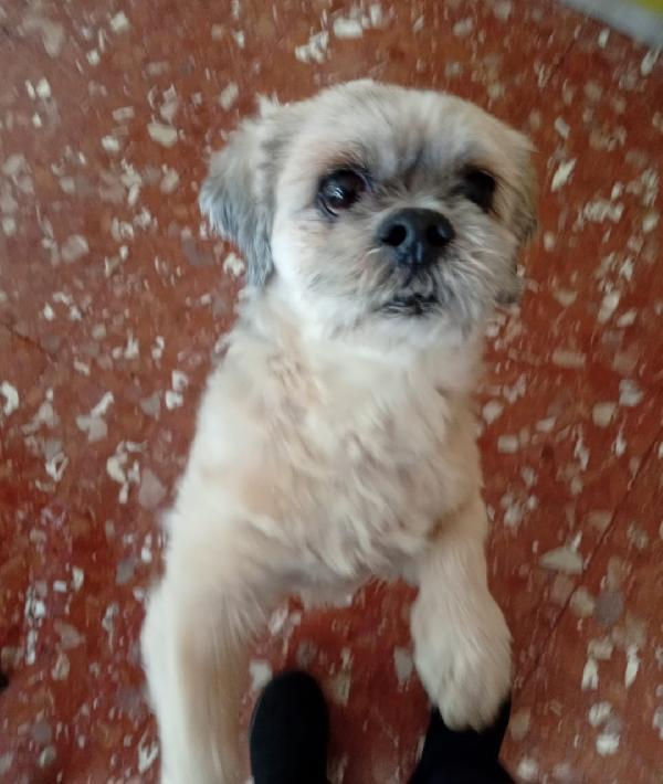 Ihasa Apso 11Anni Kg9 Sos Casa 