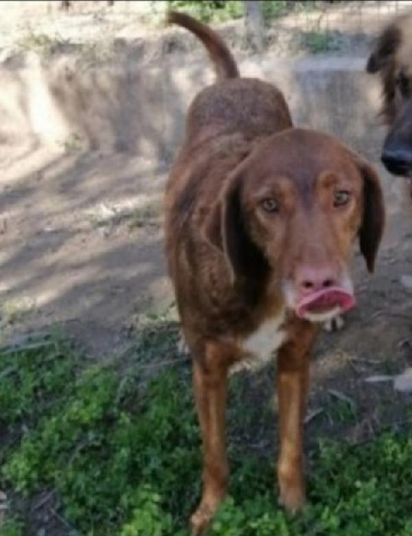 Chicco 7anni marroncino invisibile da sempre.CALABRIA Foto 2