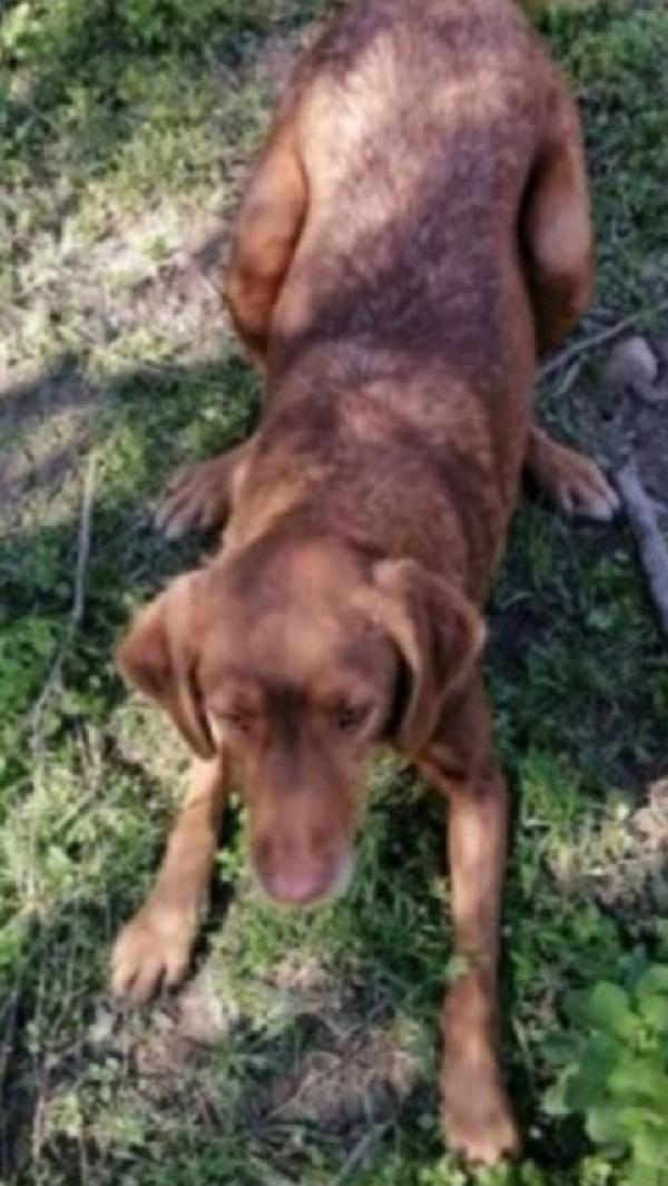 Chicco 7anni marroncino invisibile da sempre.CALABRIA Foto 3