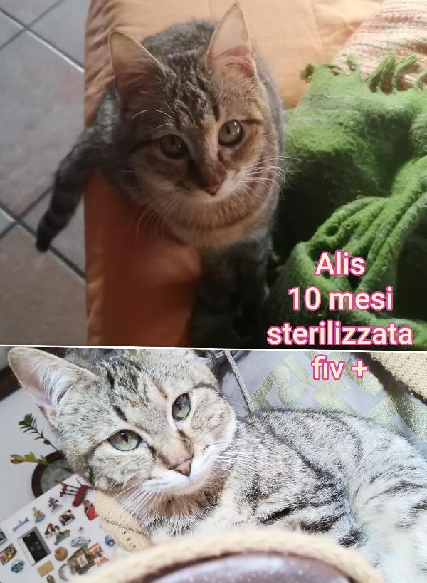 Miciotti bellissimi Foto 5