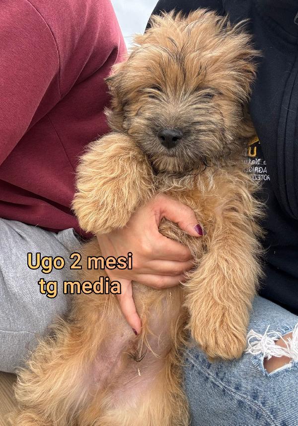 Cucciolotti stupendi Foto 4