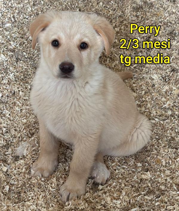 Cucciolotti stupendi Foto 6