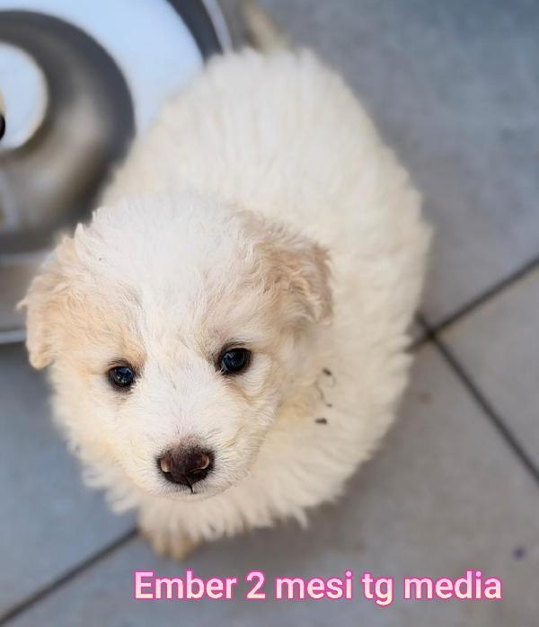 Meravigliosi cucciolini da salvare  Foto 3