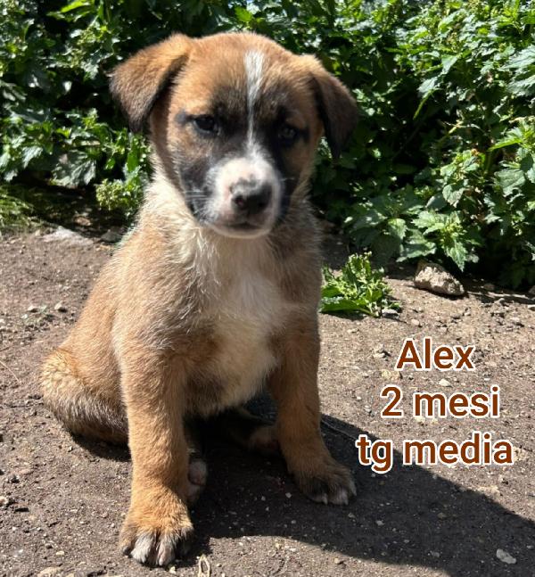 Meravigliosi cucciolini da salvare  Foto 4