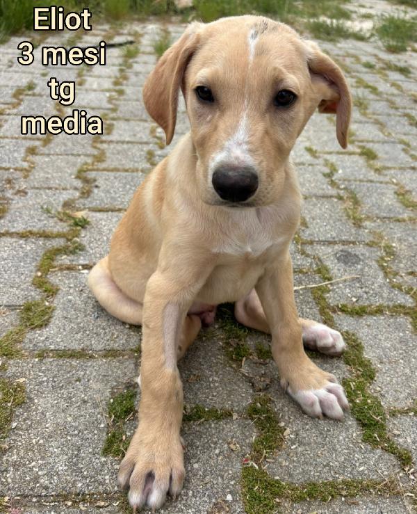 Meravigliosi cucciolini da salvare  Foto 5